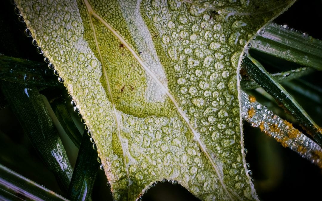 Leaf after a summer rain