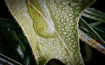 Leaf after a summer rain