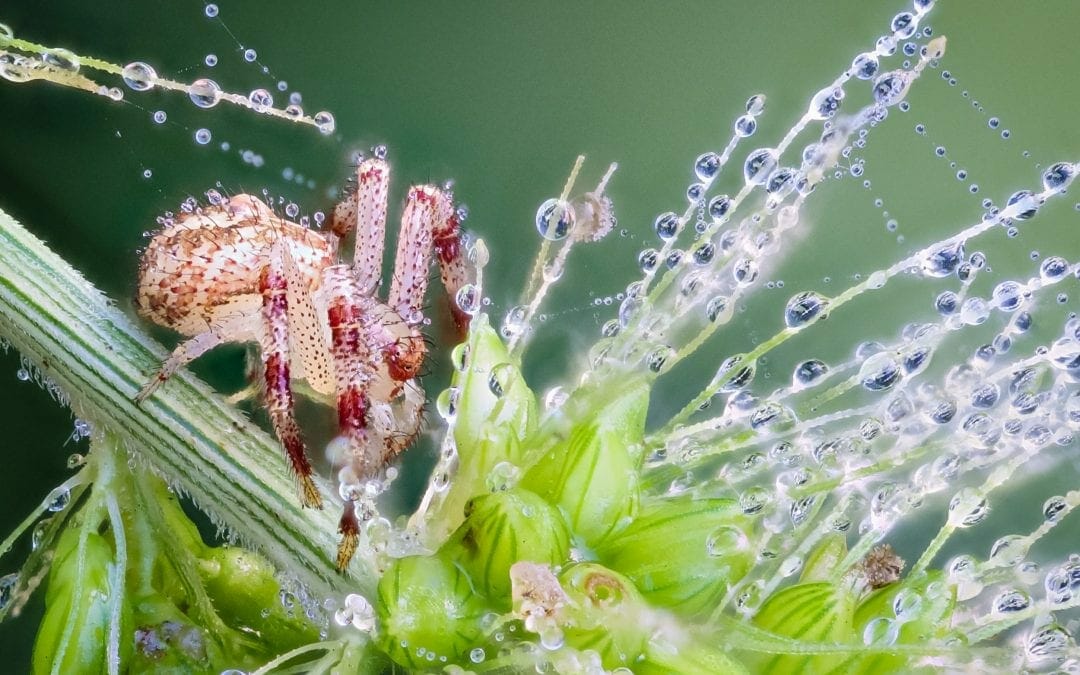 Spider in the dew